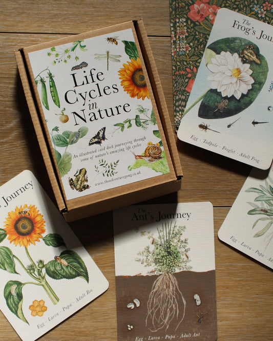 PRINTABLE Life Cycles of Nature A6 Card Pack